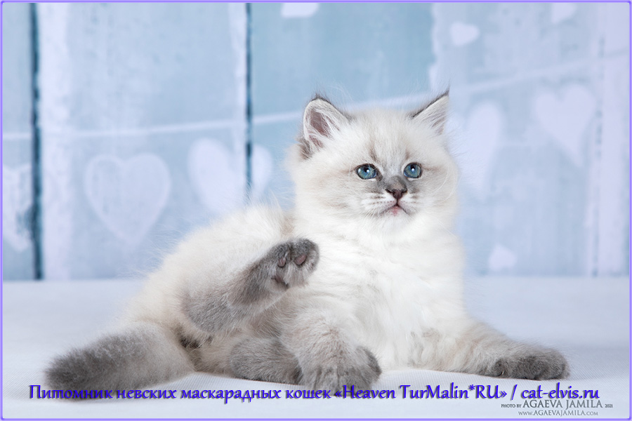 Невские маскарадные вязка