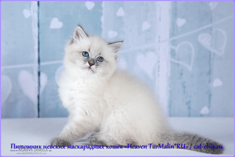 Невские маскарадные вязка