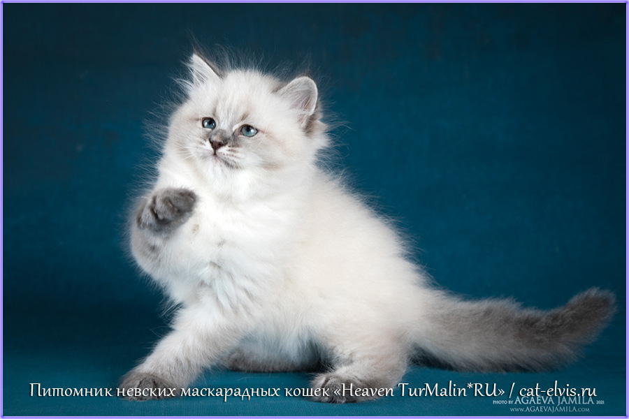 Невские маскарадные вязка