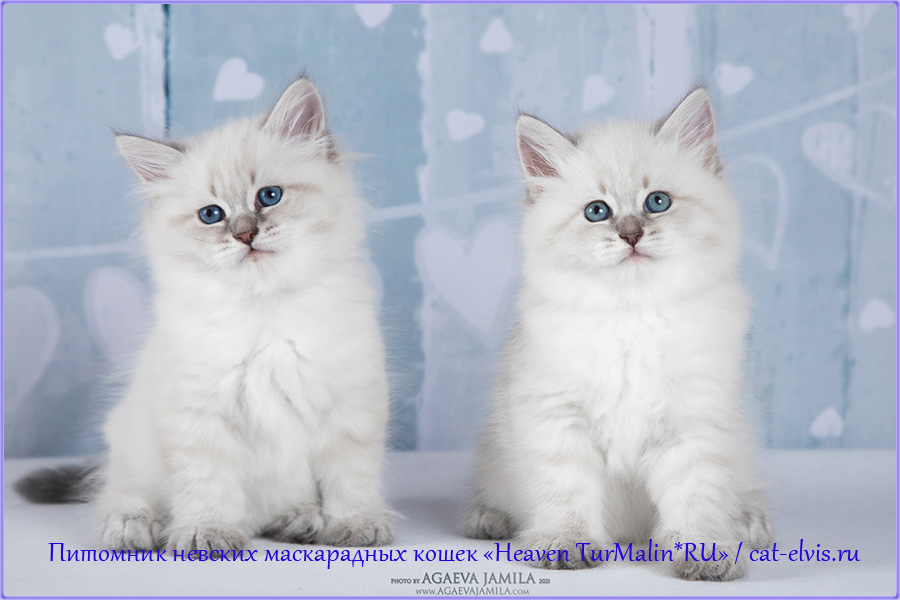 Невские маскарадные вязка