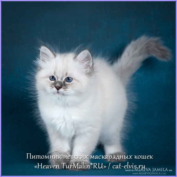 Невские маскарадные вязка