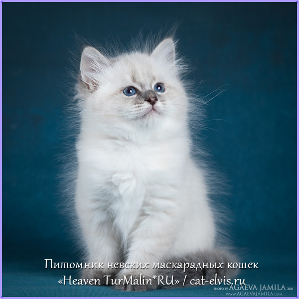 Невские маскарадные вязка