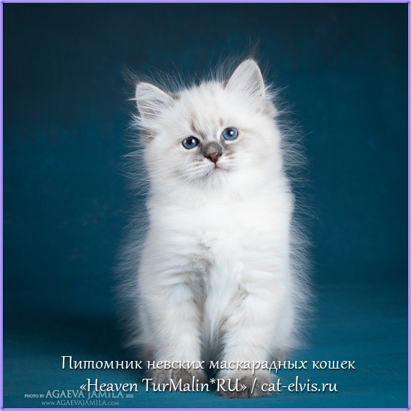 Невские маскарадные вязка