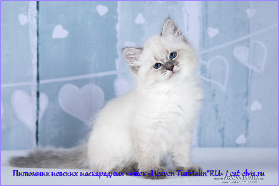 Невские маскарадные вязка