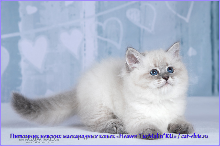 Невские маскарадные вязка