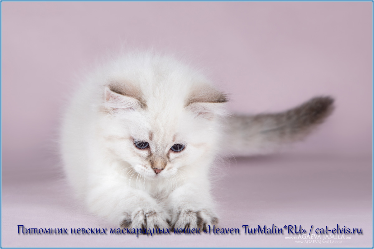 Невские маскарадные вязка