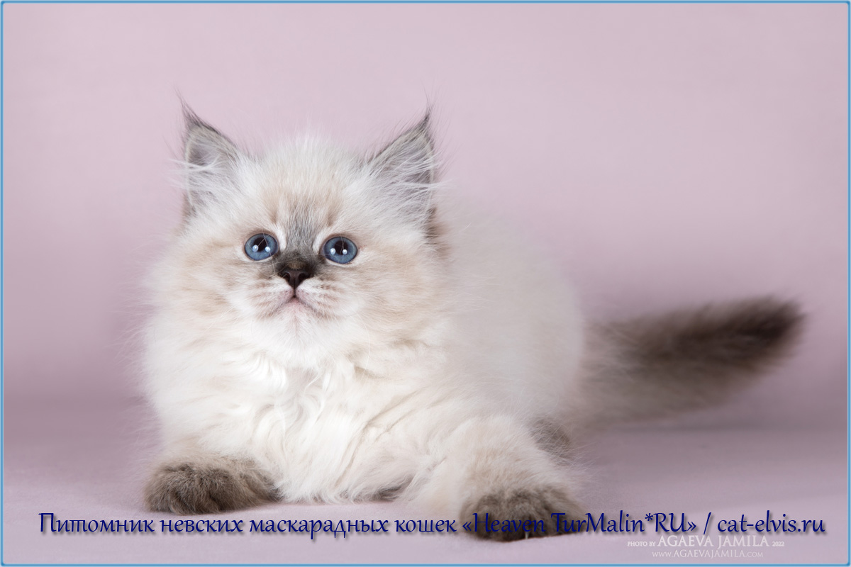 Невские маскарадные вязка