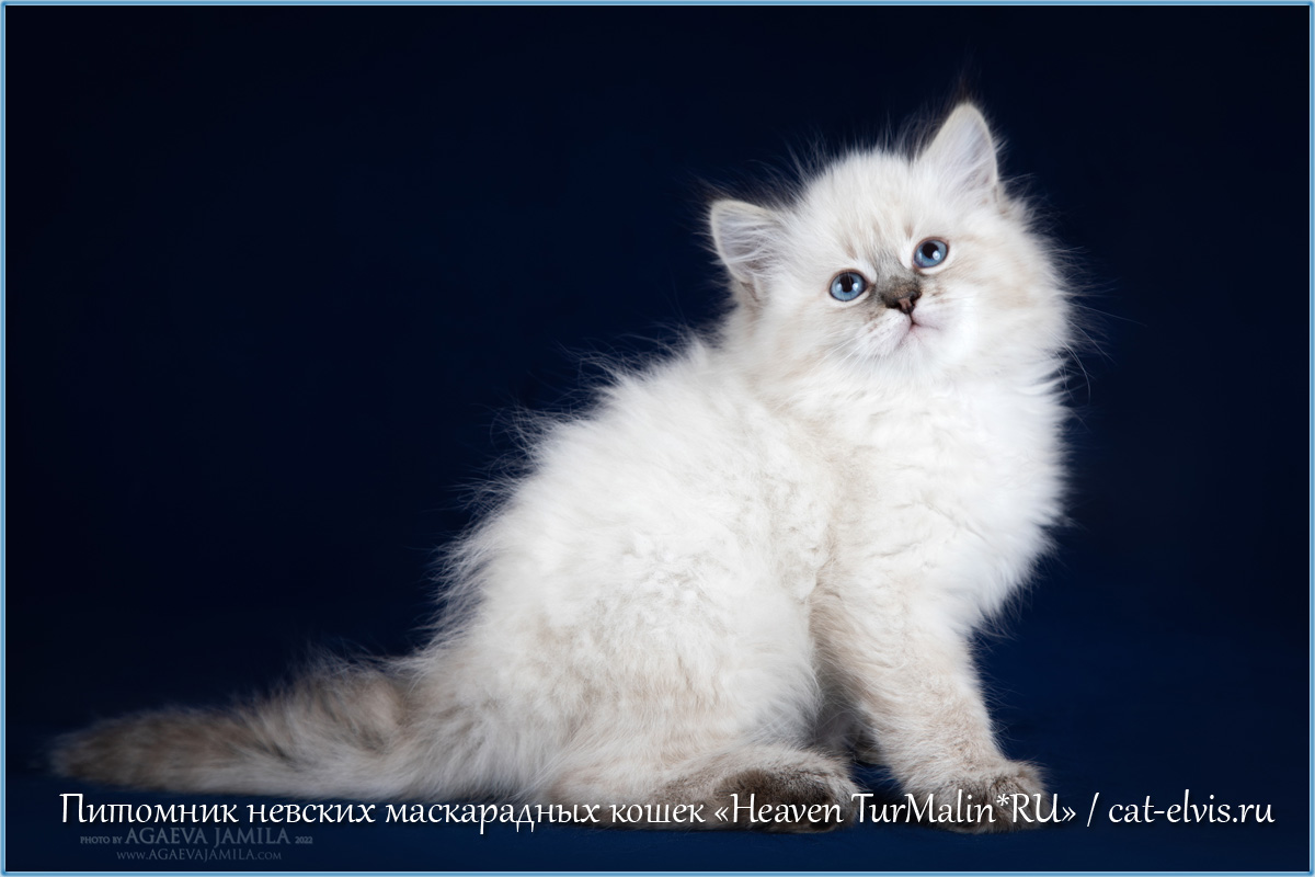 Невские маскарадные вязка