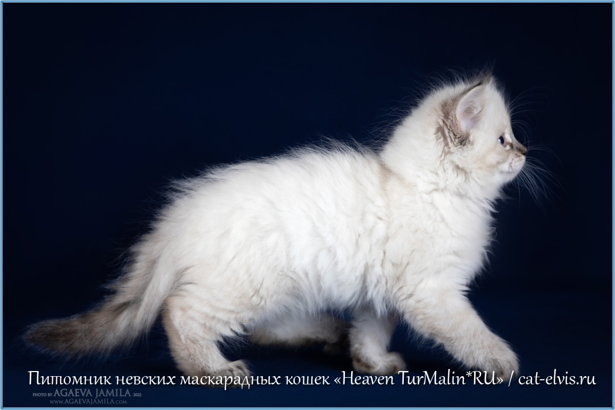 Невские маскарадные вязка