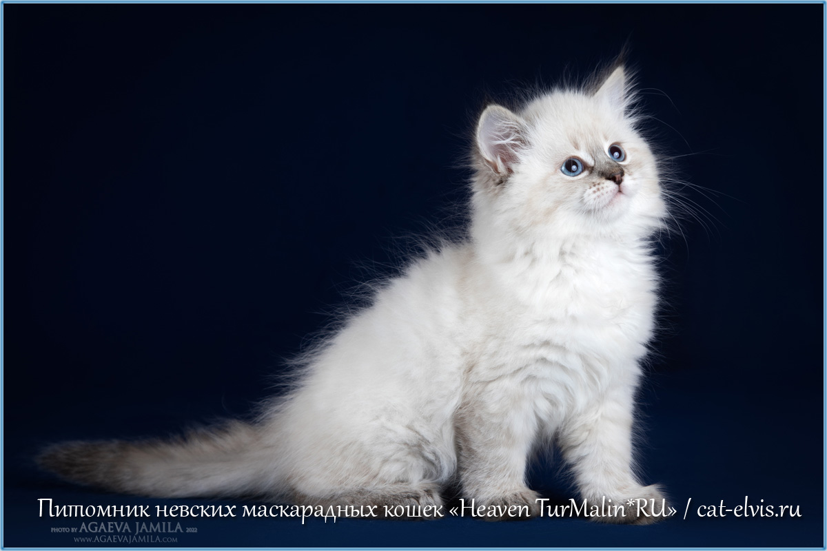 Невские маскарадные вязка