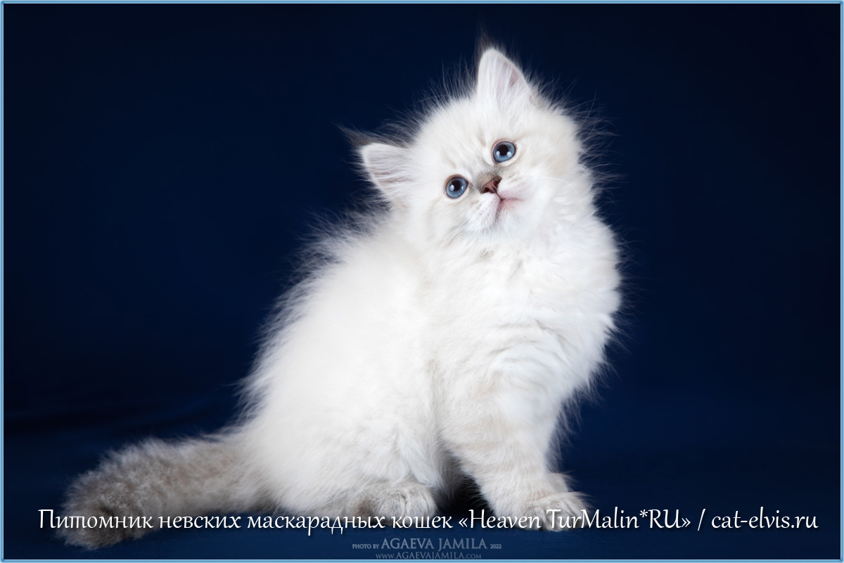 Невские маскарадные вязка