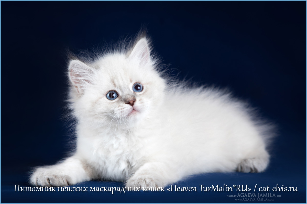 Невские маскарадные вязка