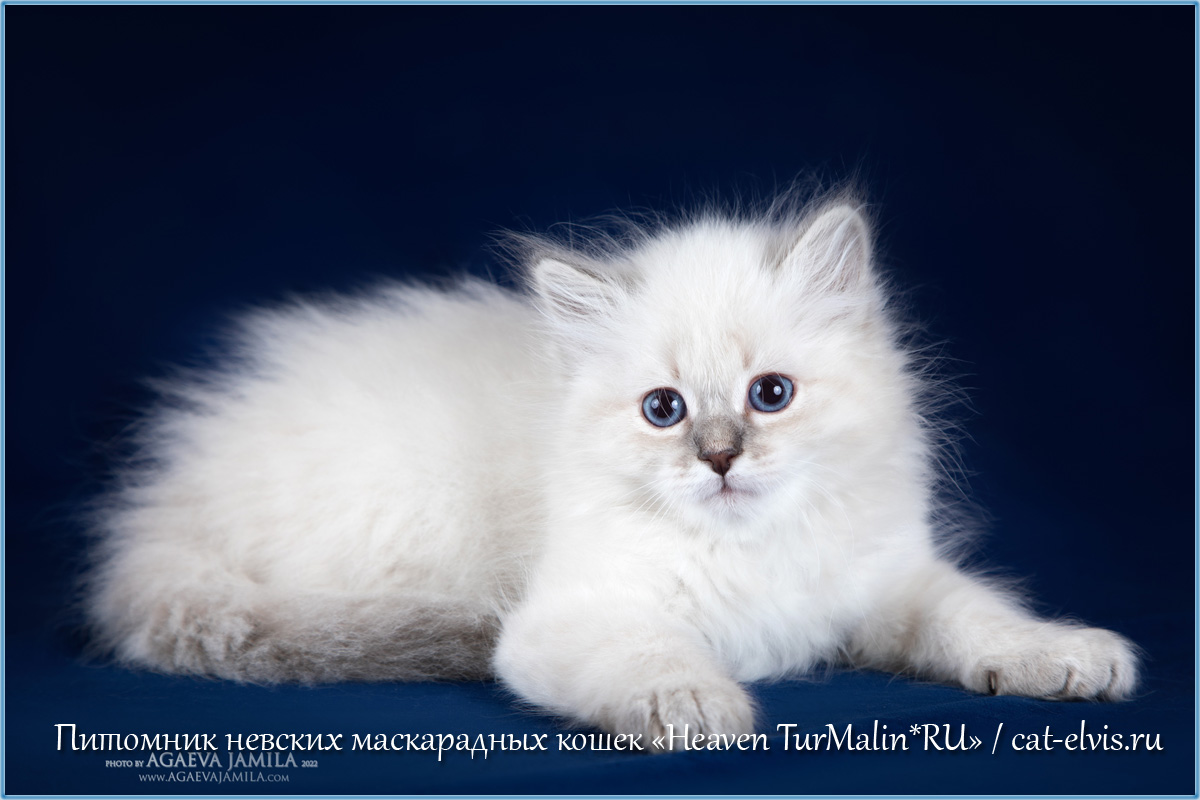 Невские маскарадные вязка