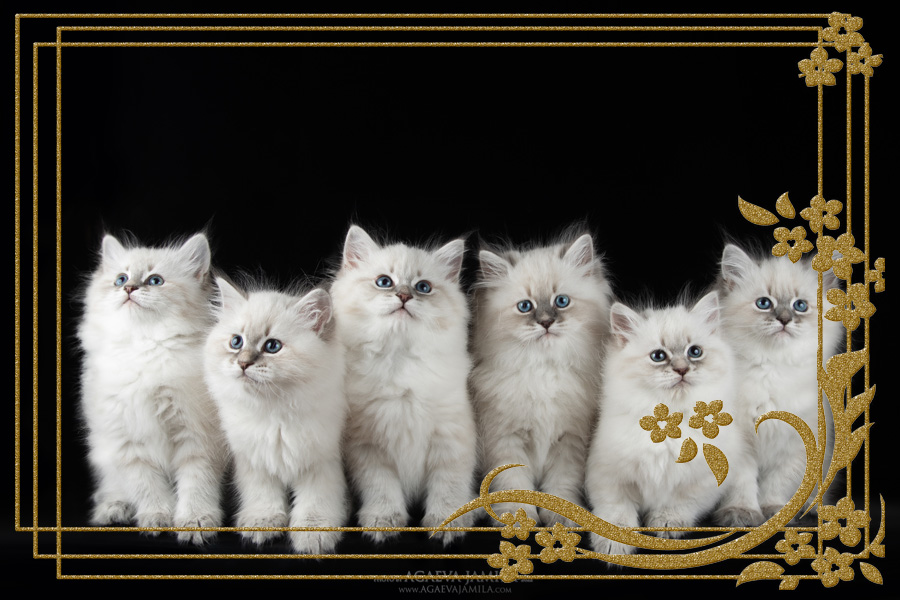 Фото котят