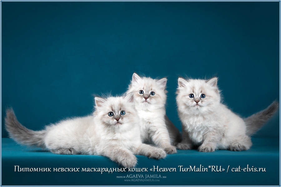 Невские маскарадные вязка