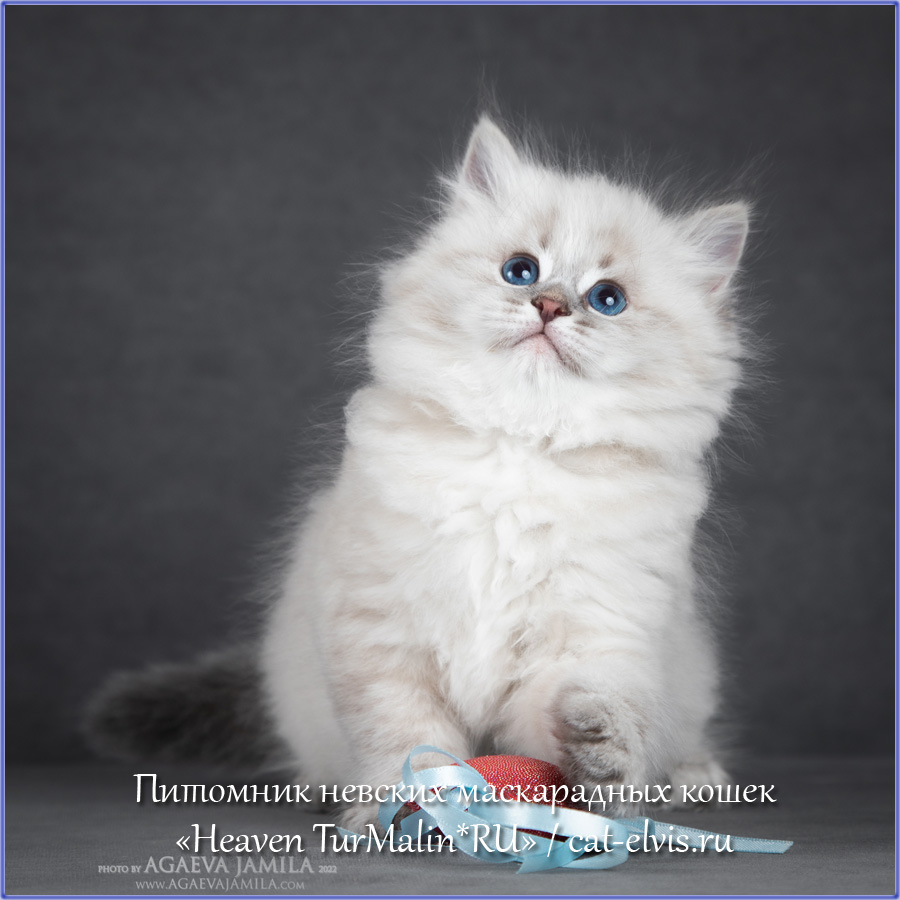 Невские маскарадные вязка