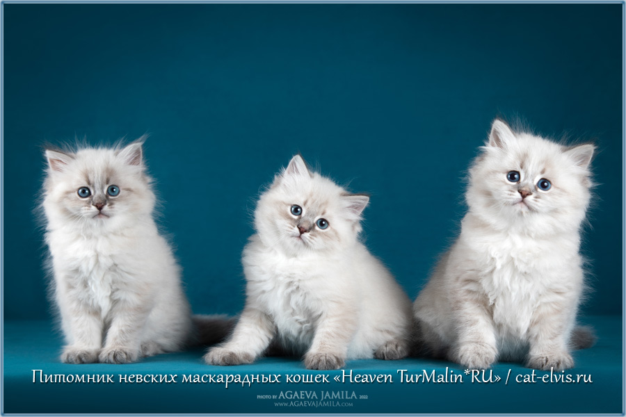 Невские маскарадные вязка