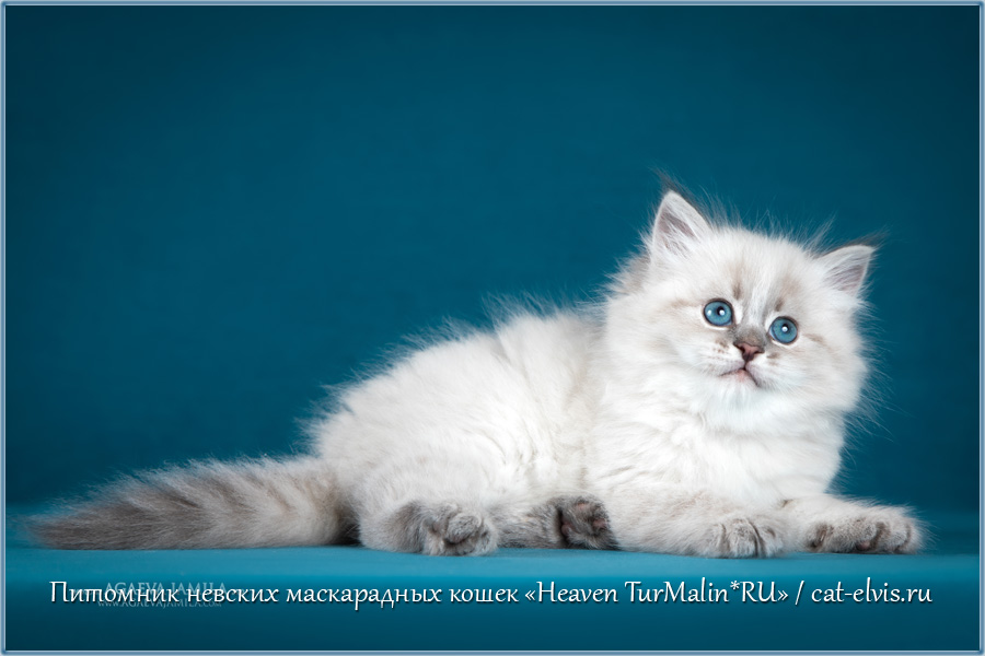 Невские маскарадные вязка