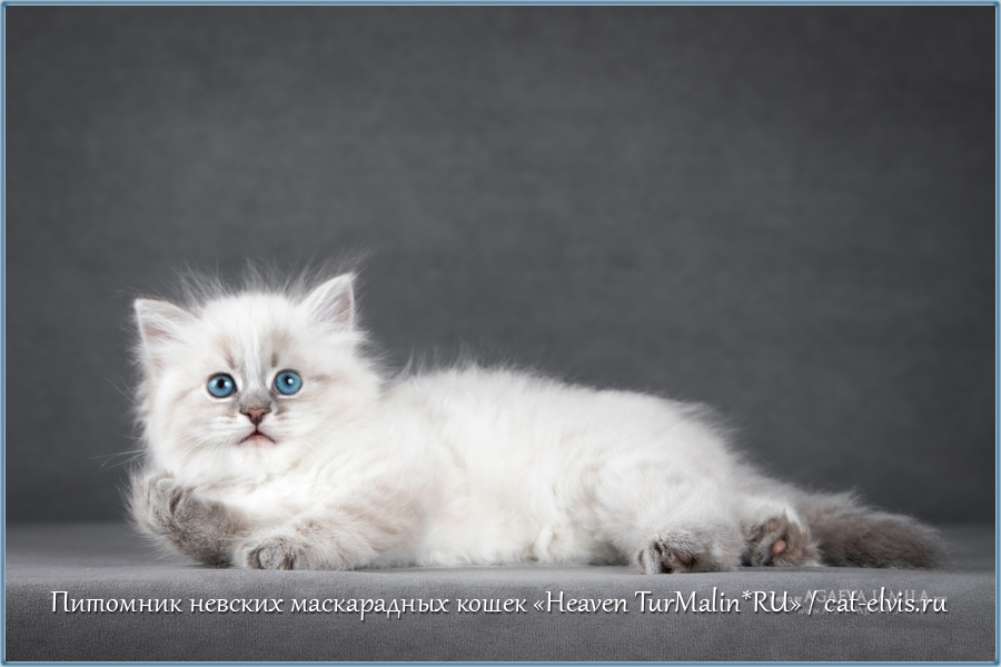 Невские маскарадные вязка