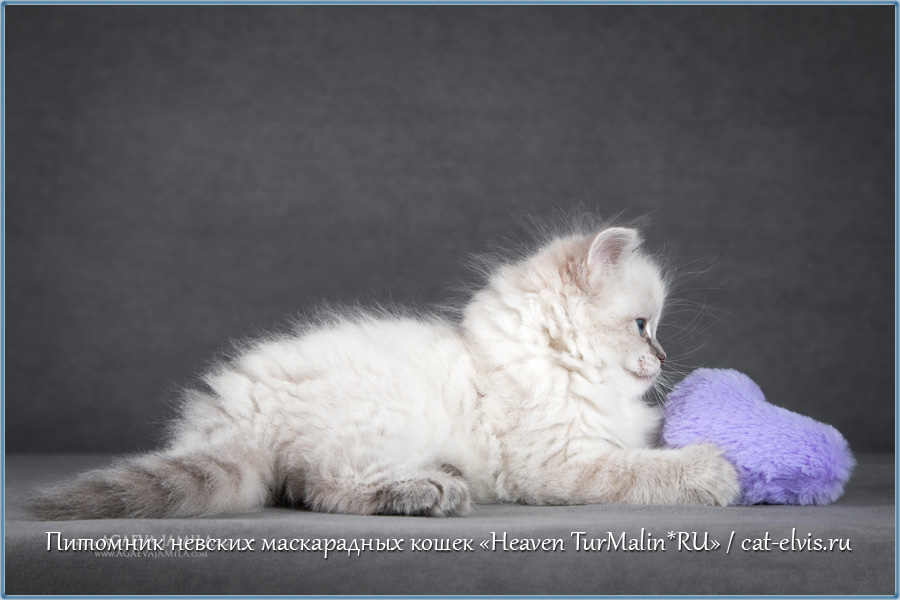 Невские маскарадные вязка