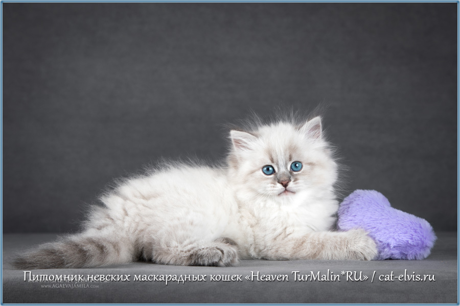 Невские маскарадные вязка