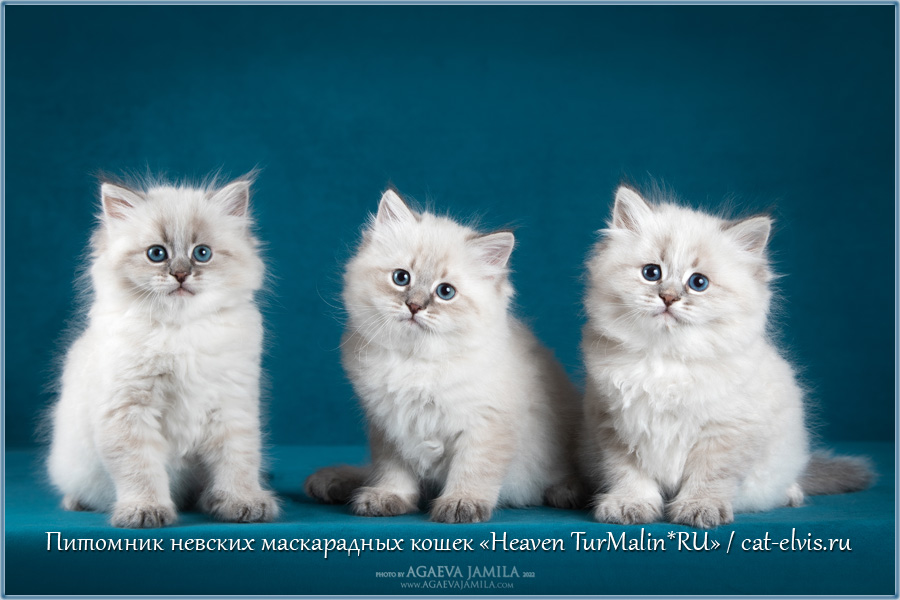 Невские маскарадные вязка