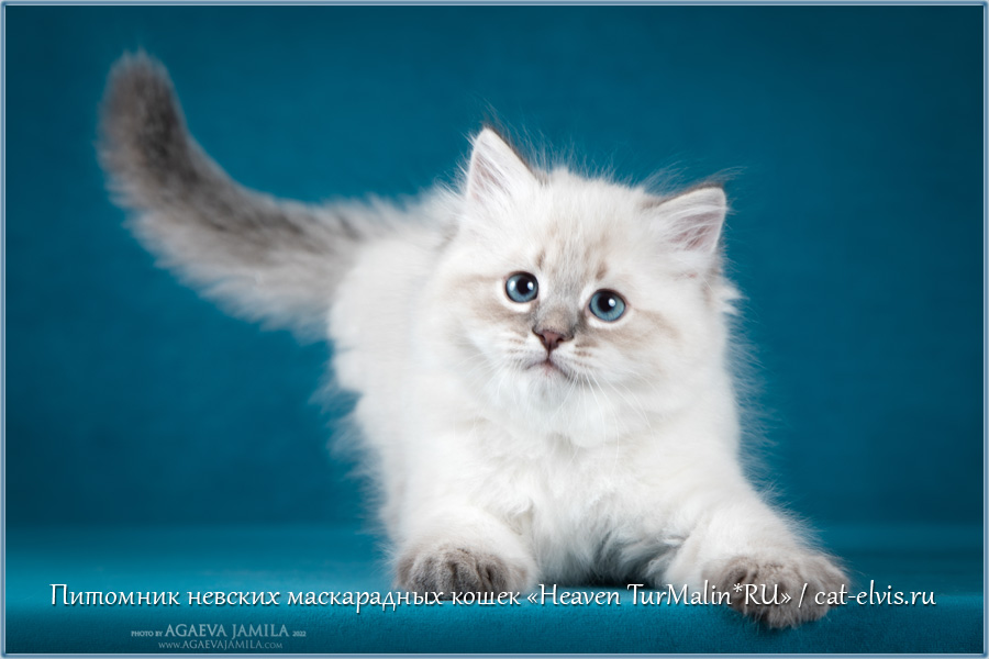 Невские маскарадные вязка