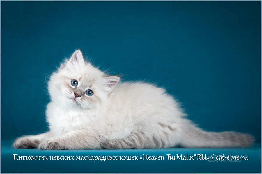 Невские маскарадные вязка