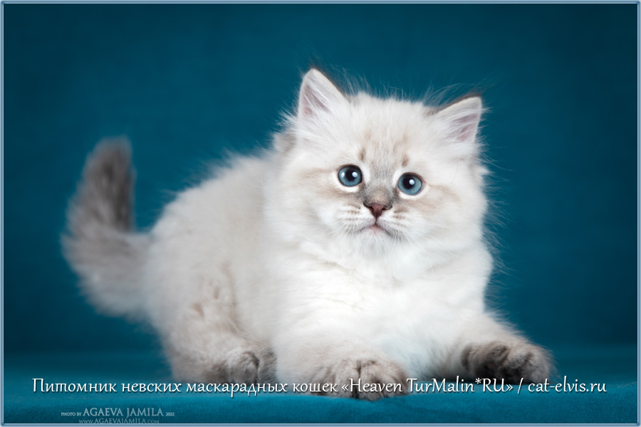 Невские маскарадные вязка