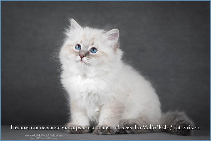Невские маскарадные вязка