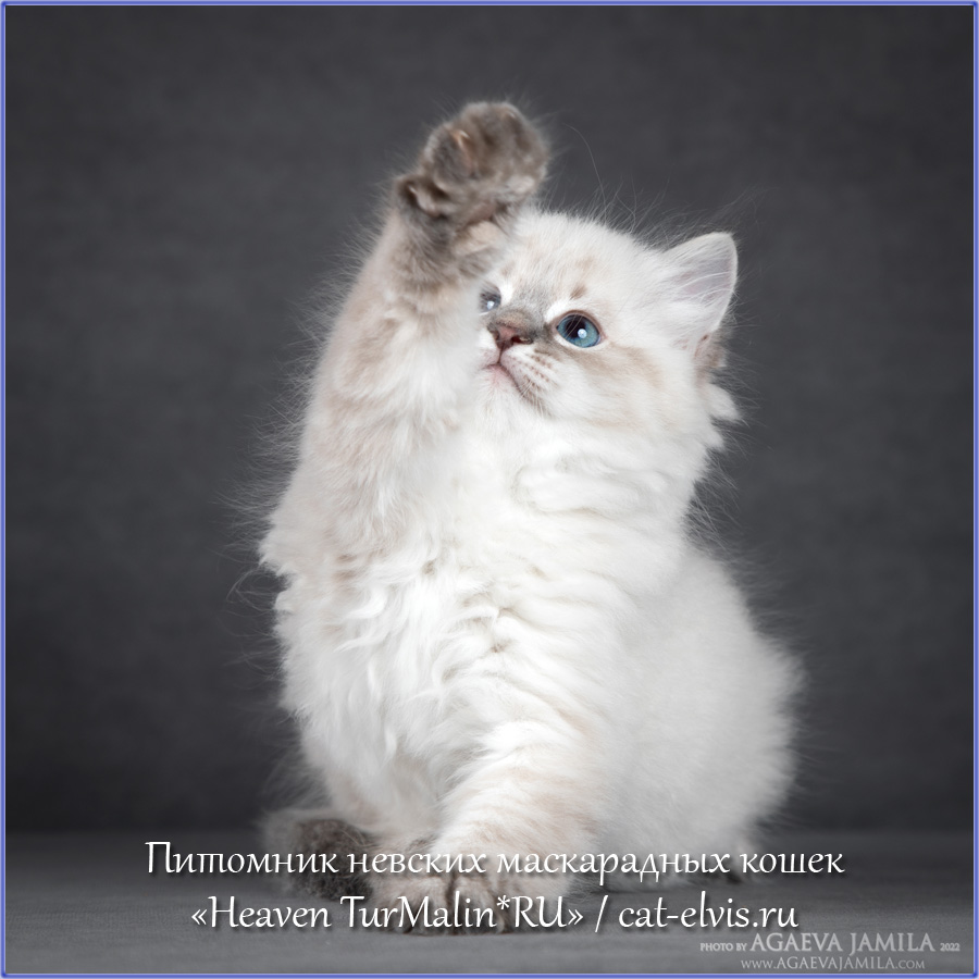 Невские маскарадные вязка