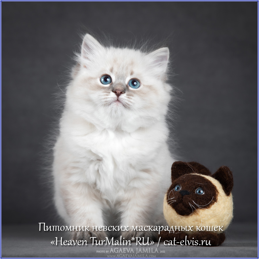 Невские маскарадные вязка