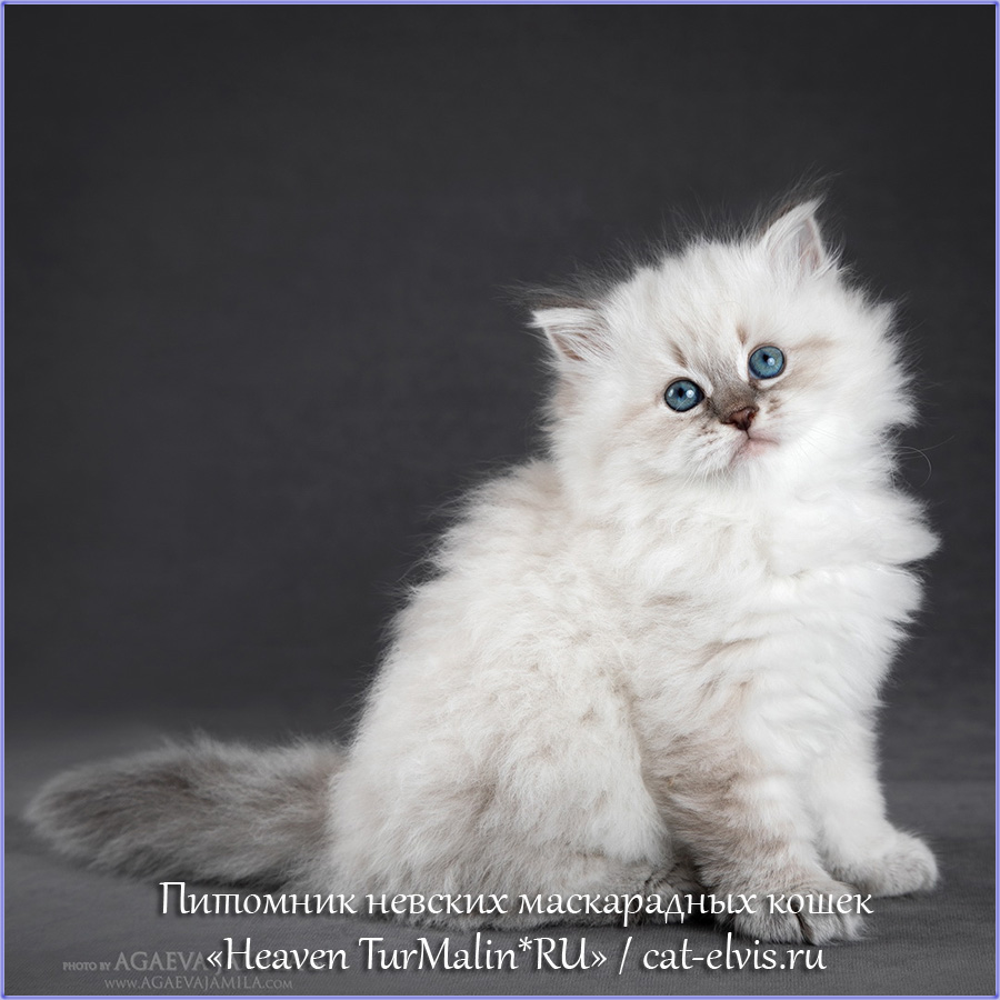 Невские маскарадные вязка