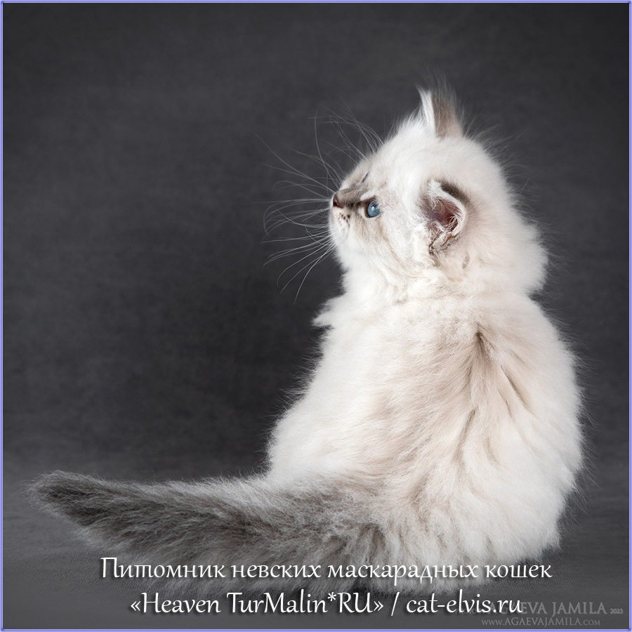 Невские маскарадные вязка