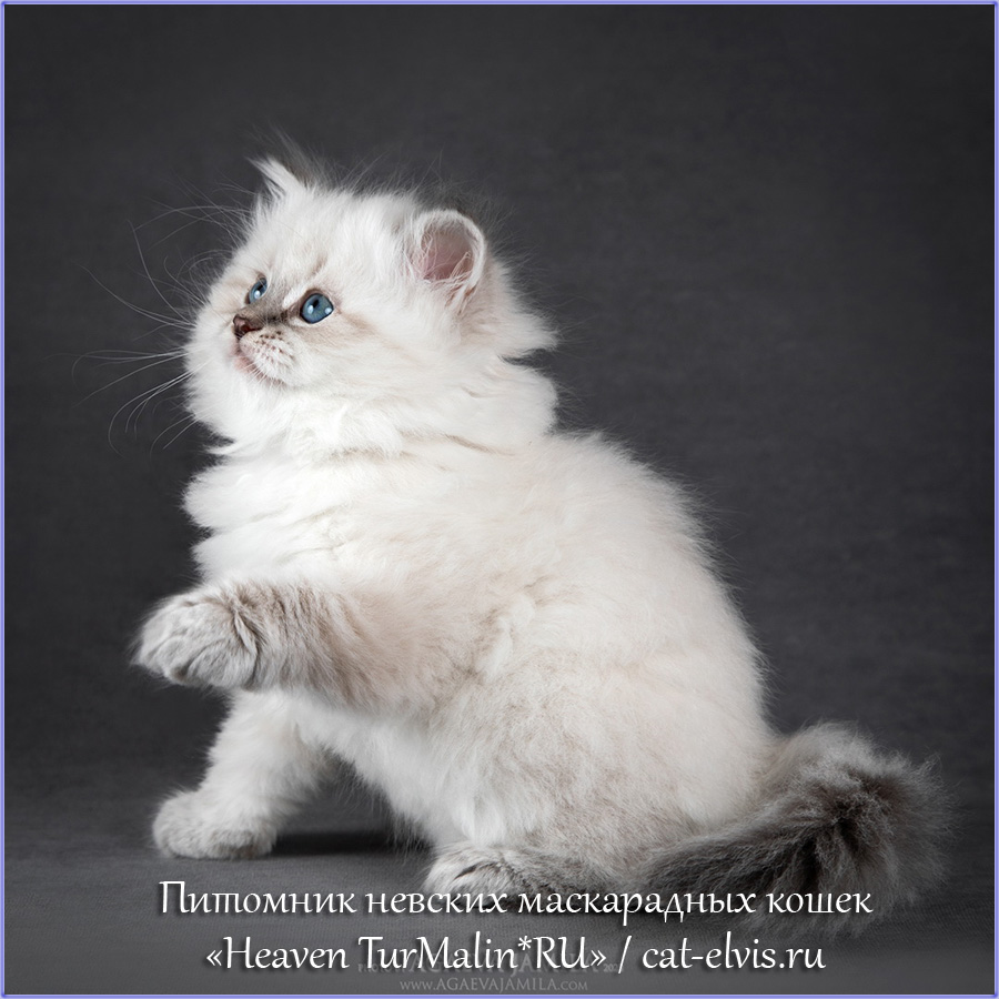 Невские маскарадные вязка