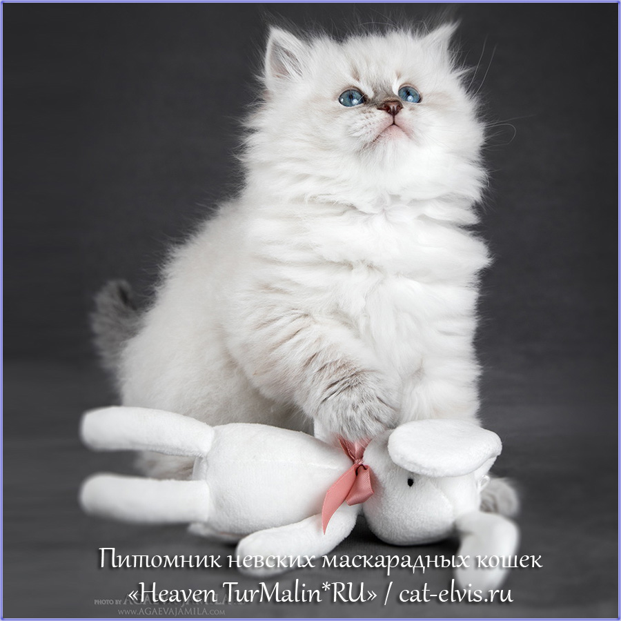 Невские маскарадные вязка