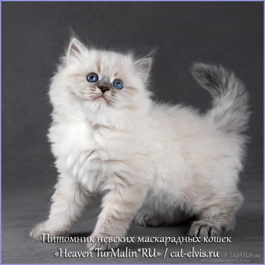 Невские маскарадные вязка