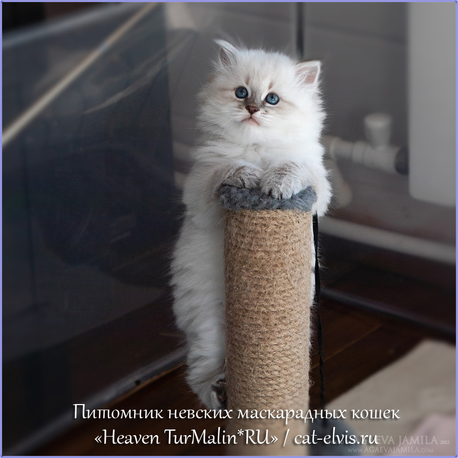 Невские маскарадные вязка