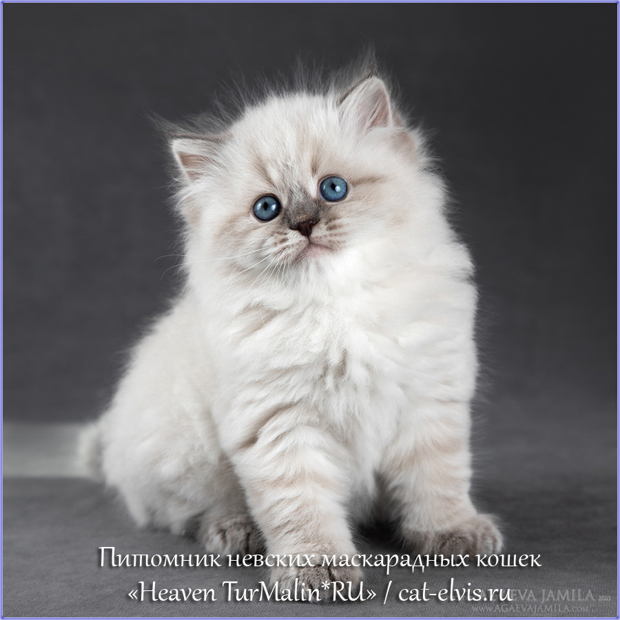 Невские маскарадные вязка