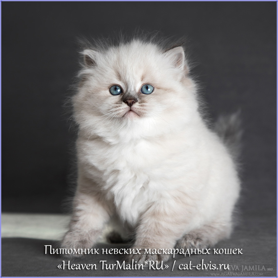 Невские маскарадные вязка