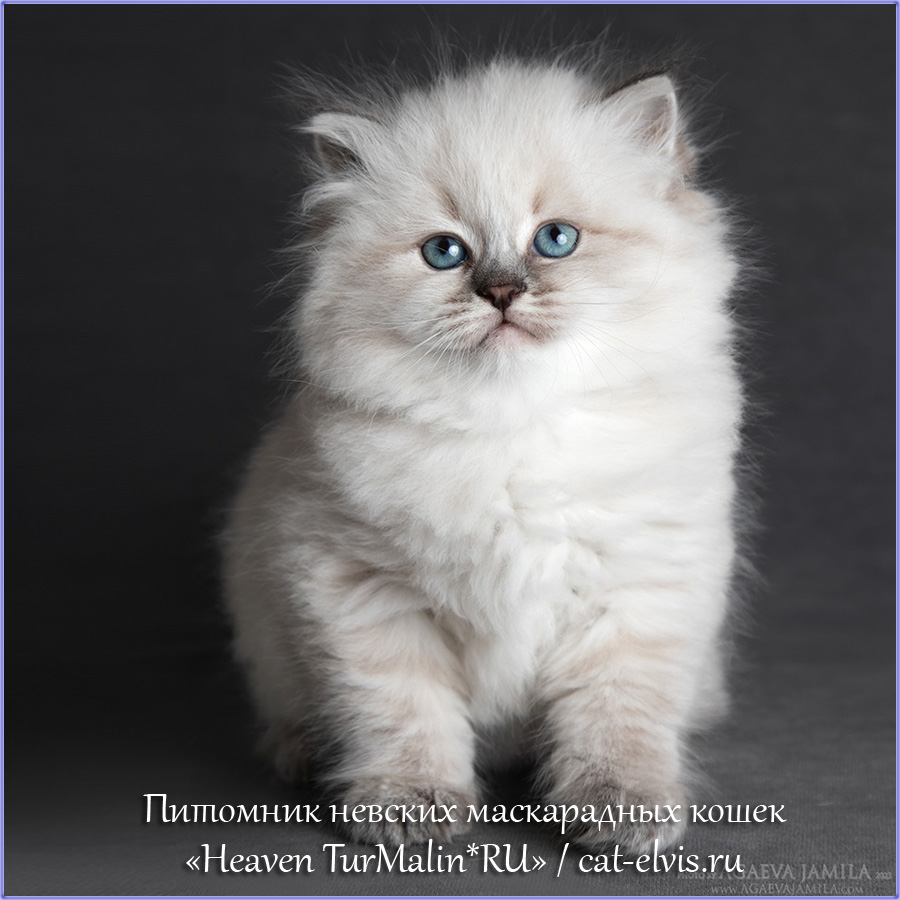Невские маскарадные вязка