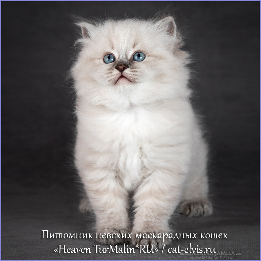 Невские маскарадные вязка