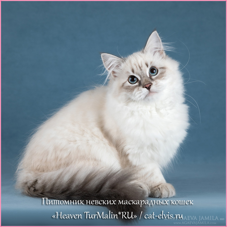 Невские маскарадные вязка
