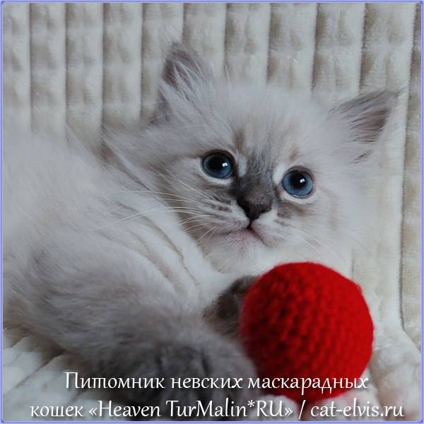 Невские маскарадные вязка
