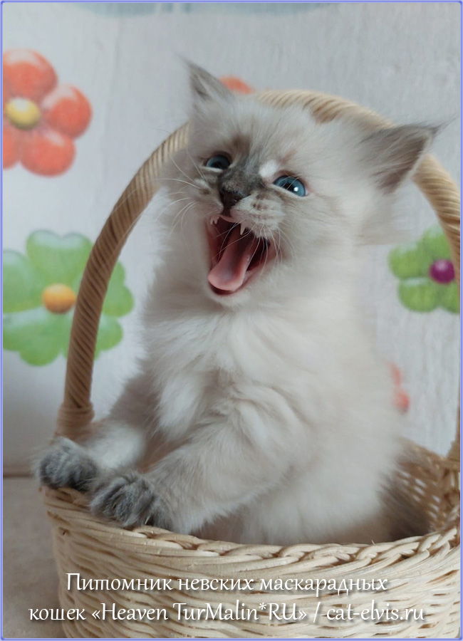 Невские маскарадные вязка