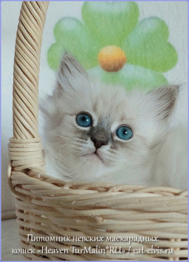 Невские маскарадные вязка