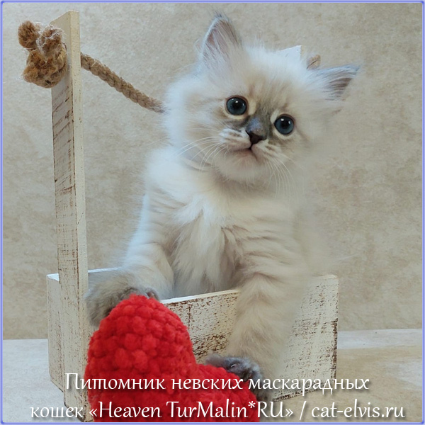 Невские маскарадные вязка