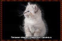Невские маскарадные вязка