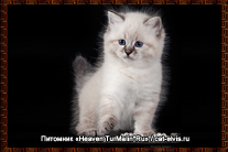 Невские маскарадные вязка