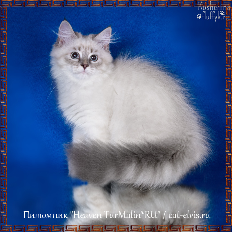 Невские маскарадные вязка